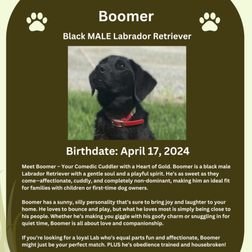 Boomer 11
